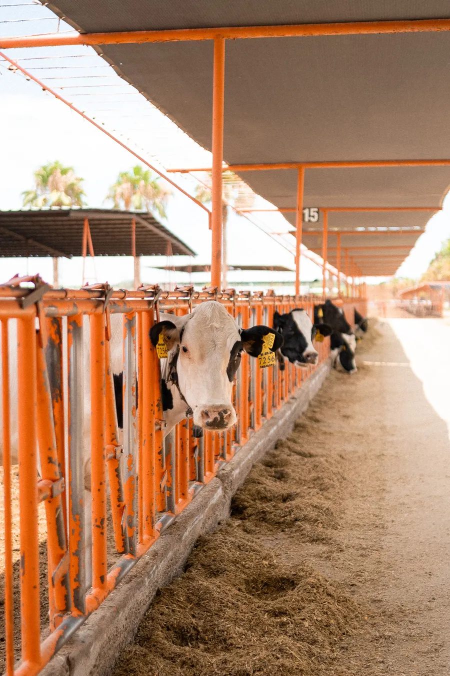 Bovinos alimentándose en un establo